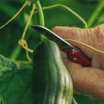 How to Grow Healthy Cucumbers in Your Greenhouse Kit