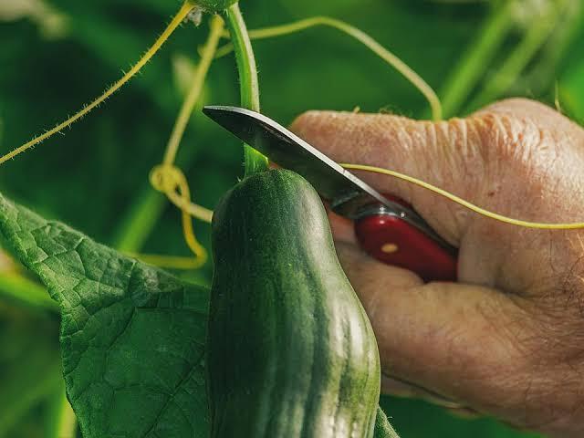 How to Grow Healthy Cucumbers in Your Greenhouse Kit