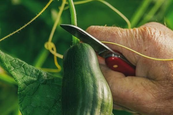 How to Grow Healthy Cucumbers in Your Greenhouse Kit